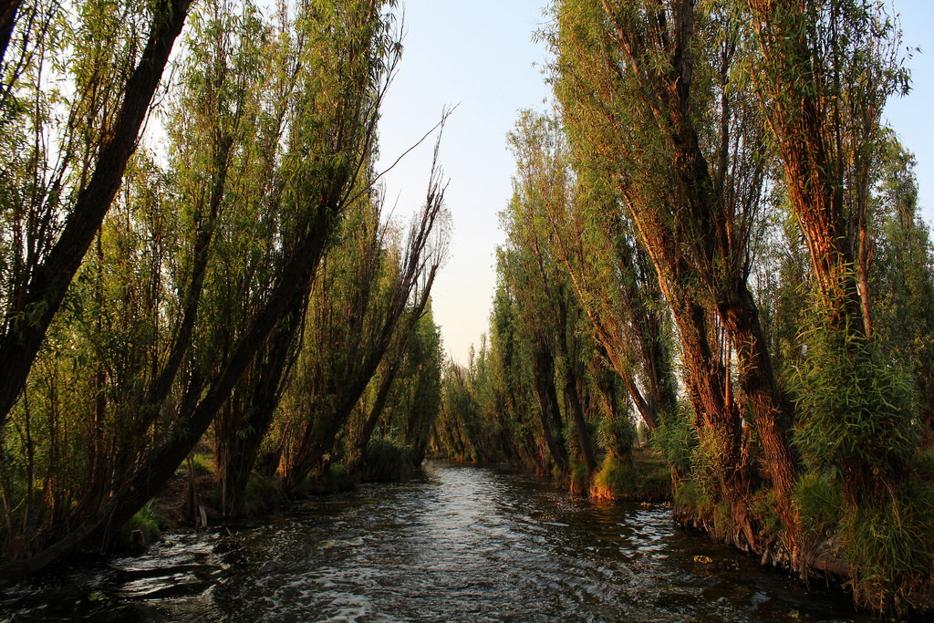 Salix bonplandiana